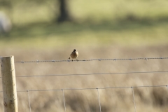 Female Stonechat