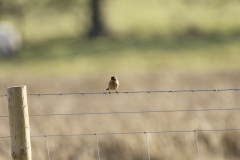 Female Stonechat