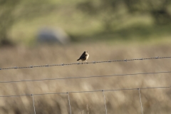 Male Stonechat