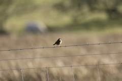 Male Stonechat