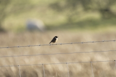 Male Stonechat