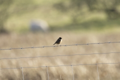 Male Stonechat