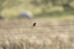 Male Stonechat