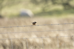 Male Stonechat