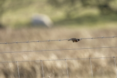 Male Stonechat