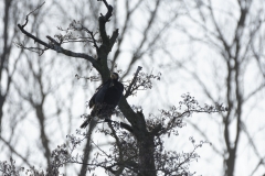 Cormorant