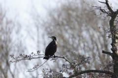 Cormorant