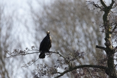 Cormorant