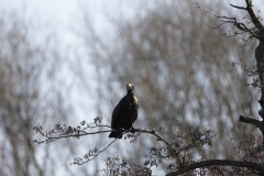 Cormorant