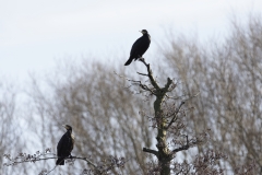 Cormorants