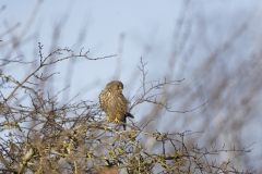 Kestrel