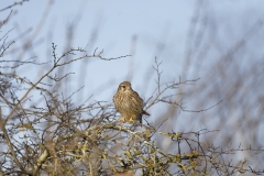 Kestrel