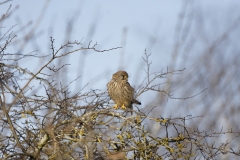 Kestrel