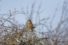 Kestrel