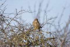 Kestrel