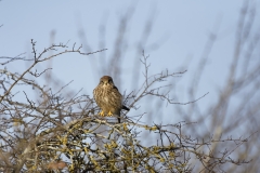 Kestrel