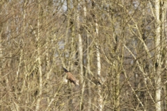 Kestrel in Flight