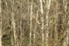 Kestrel