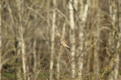 Kestrel