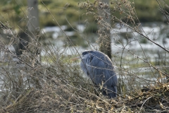 Heron