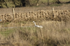 Great White Egret