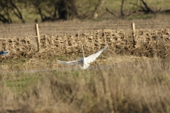 Great White Egret in Flight