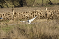 Great White Egret in Flight