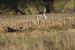 Great White Egret in Flight