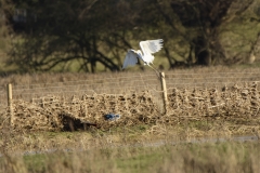 Great White Egret in Flight