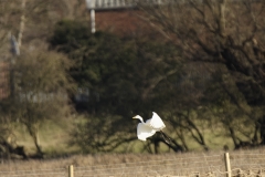 Great White Egret in Flight