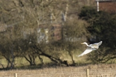 Great White Egret in Flight