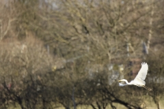 Great White Egret in Flight