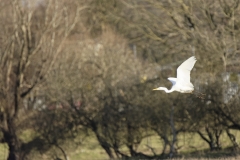 Great White Egret in Flight