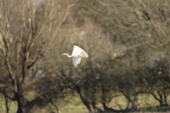 Great White Egret in Flight