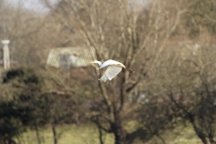 Great White Egret in Flight