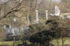 Great White Egret in Flight