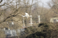 Great White Egret in Flight