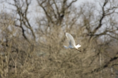 Great White Egret in Flight