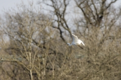 Great White Egret in Flight