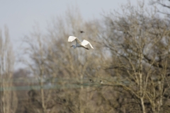 Great White Egret in Flight