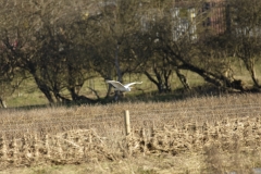 Great White Egret in Flight