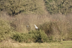 Gun & Magpie Air Combat