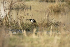 Magpie