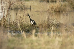 Magpie