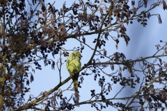 Ring-Necked Parakeet