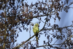 Ring-Necked Parakeet