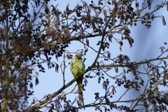 Ring-Necked Parakeet