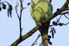 Ring-Necked Parakeet