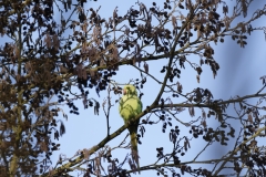 Ring-Necked Parakeet