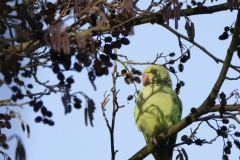 Ring-Necked Parakeet